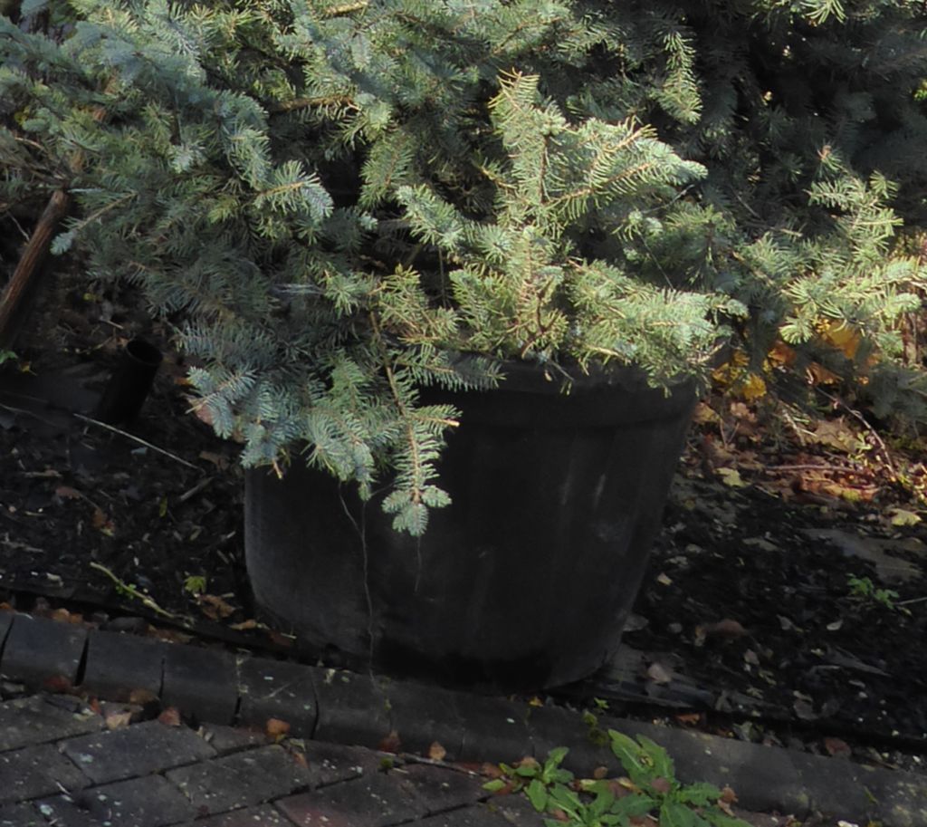 Tree pot.jpg
